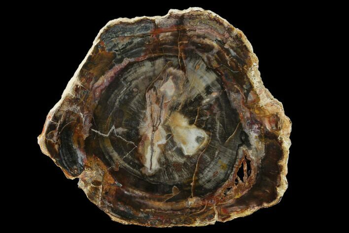 Madagascar Petrified Wood Round - Top Quality Polishing #162905